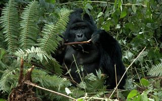 3 Days Mgahinga Gorilla Trekking Tour 