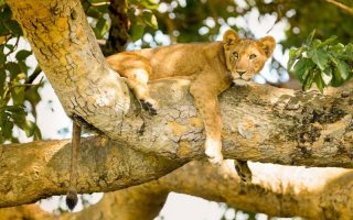 6 days Uganda budget tour