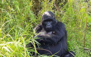 3 Days Mgahinga Gorilla Trekking