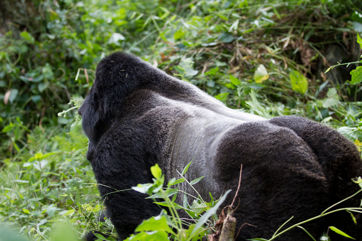 3 Days Mgahinga Gorilla Trekking Tour 