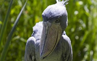 Best Birding Destinations in Uganda