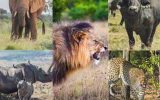 What is the Big Five of Maasai Mara National Reserve?