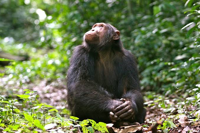 Chimpanzee in Kyambura Gorge