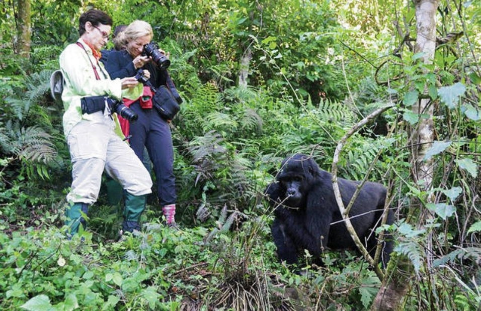 gorilla tours uganda tripadvisor