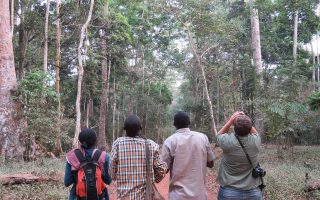 Birding in Budongo Forest