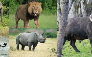 9 days Uganda Big 5 tour