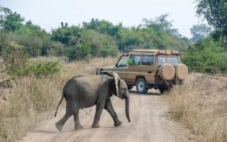 Game Drive & Game Viewing in Uganda
