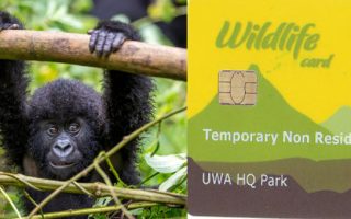 Gorilla Trekking Permit in Uganda