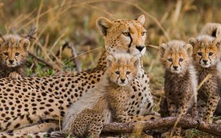 12 Days Kenya Uganda & Rwanda Safari