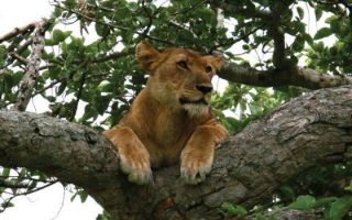 15 Days Uganda Classic Safari