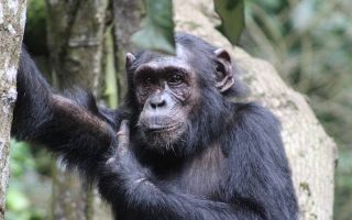 2 Days Kibale Chimpanzee Trekking tour