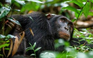 7 days Murchison Falls, Kibale, and Bwindi Safari