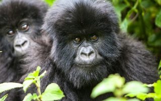 6 Days Uganda Gorillas & Wildlife tour