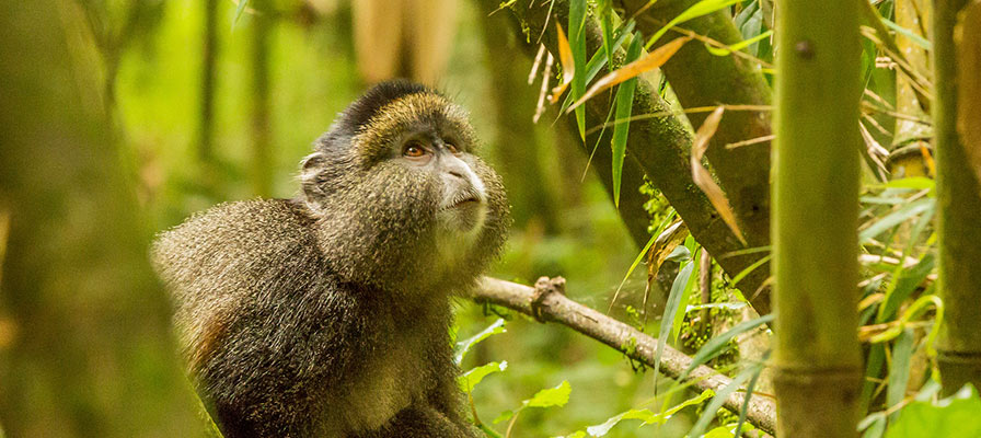 Golden Monkey Tracking Rwanda in Volcanoes National Park