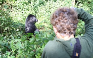 6 days gorilla and Chimpanzee Habituation Flying Safari