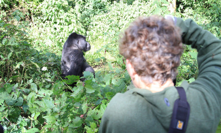 Gorilla and Chimpanzee Habituation tours in Uganda