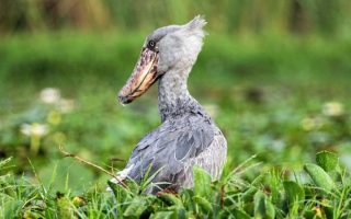 Shoebill Stork Tours