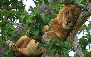 2 Days Queen Elizabeth National Park Safari