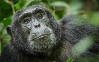 12 Days Uganda Primates & Wildlife tour