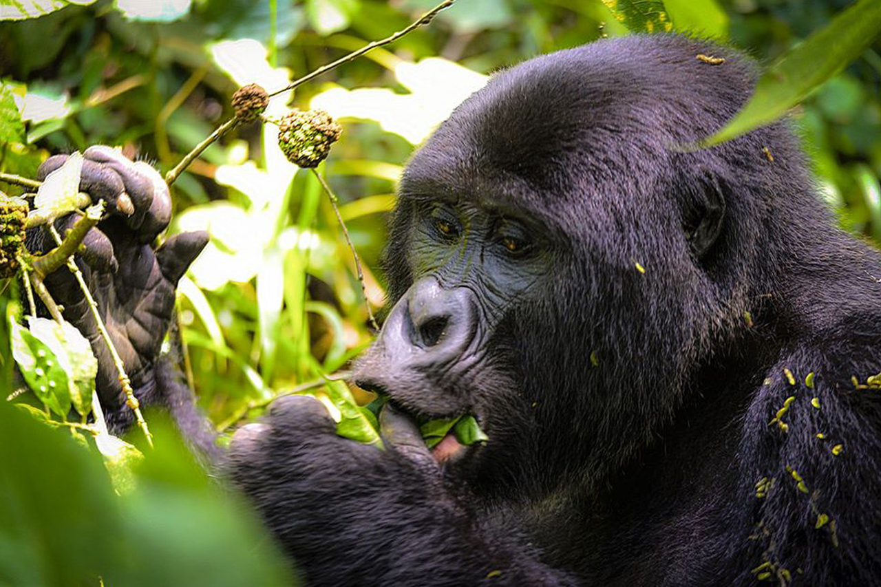 3 Days Uganda Gorilla Trekking From Kigali Uganda Gorilla Tours
