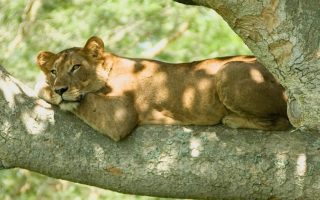 4 Days Queen Elizabeth Wildlife Safaris