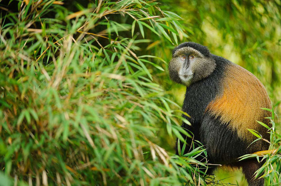 4 Days Uganda Gorilla & Golden Monkey Trekking