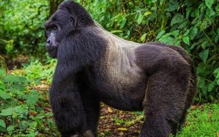4 Days Uganda Gorilla & Golden Monkey Trekking