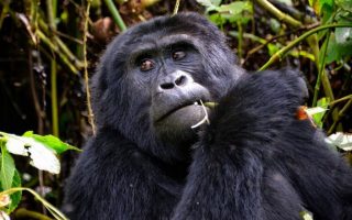 5 Days Uganda Gorillas & Chimpanzee Safari