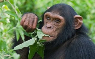 7 Days Bwindi, Queen & Kibale Safari