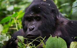 Why is Gorilla trekking worthwhile in Uganda?