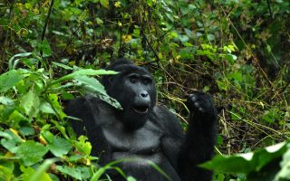 Gorilla Trekking in Nkuringo Sector