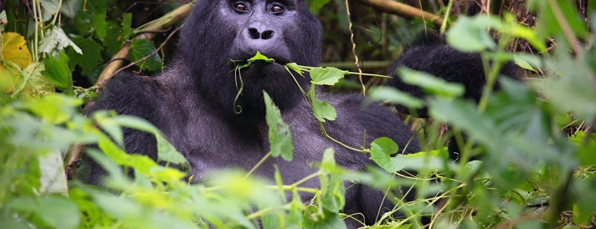 Gorilla Trekking in Rushaga Sector