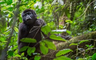 5 Uganda Gorilla Trekking & Wildlife Safari