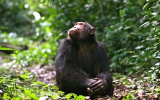 Chimpanzee Trekking Safaris