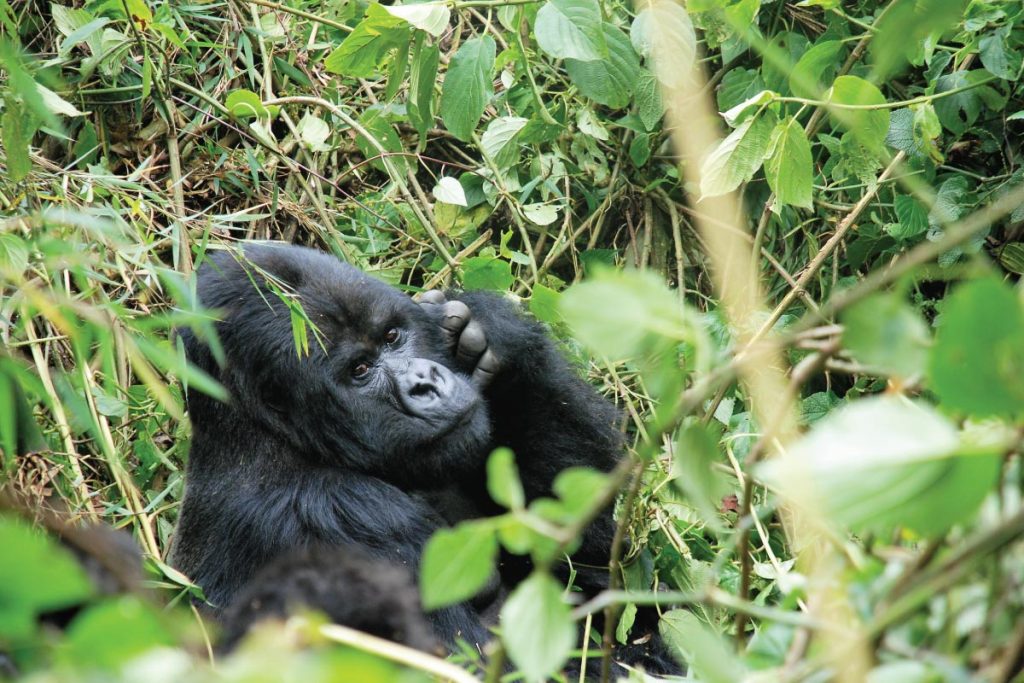 Gorilla Trekking in Buhoma Sector