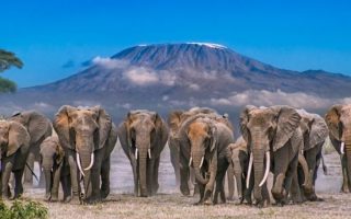 3 Days Amboseli Wildlife Safari