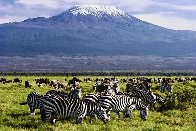 Is Amboseli Worthy Visiting? Kenya Safaris