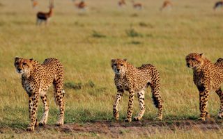 3 Days Masai Mara wildlife safari