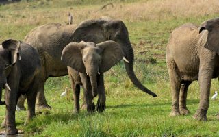 5 Days Jinja and Murchison falls Safari