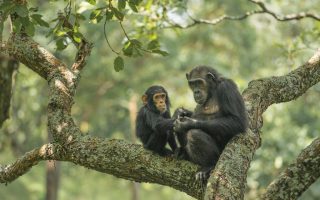 7 Days Best Uganda Safari