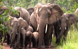 Game Drive Safaris in Uganda