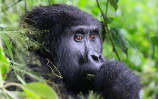 7 Days Uganda Rwanda Safari
