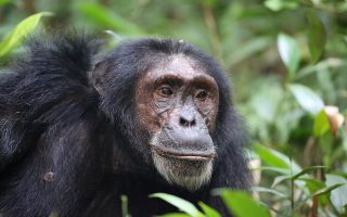 4 Days Uganda Primate Safari (Chimpanzees & Gorilla Trekking)