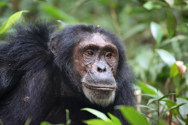 4 Days Uganda Primate Safari (Chimpanzees & Gorilla Trekking)