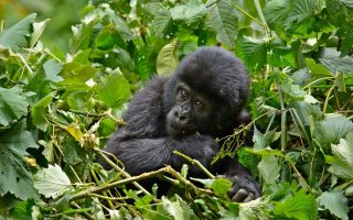 14 days Uganda gorilla and wildlife safari