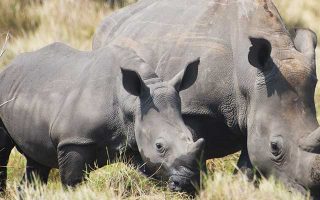 19 Days Best Of Uganda safari