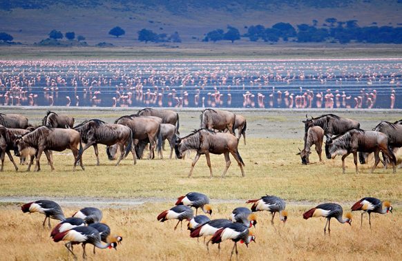 8 Days Tanzania Luxury Safari