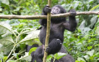 3 days gorilla habituation safari