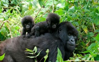 3 days gorilla habituation safari