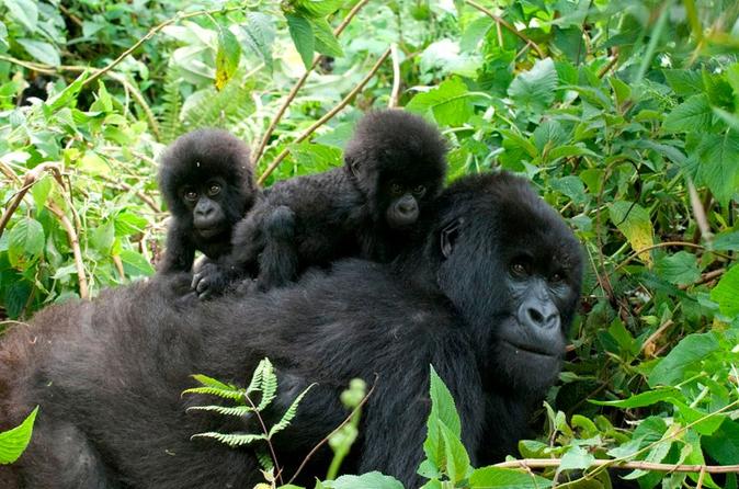 3 days gorilla habituation safari